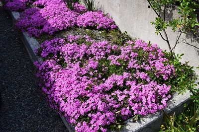 松本さんの芝桜.jpg