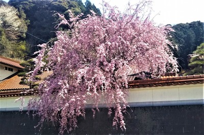 枝垂れ桜2.jpg