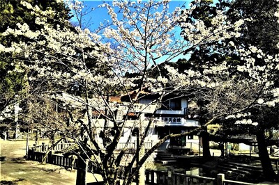 桜.jpg