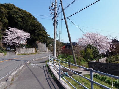 桜.jpg
