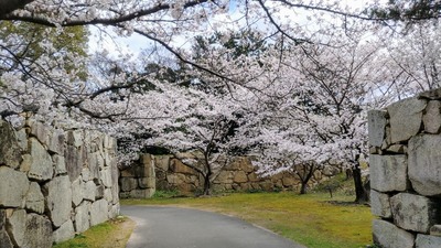 桜1.jpg