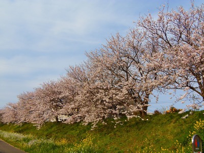 桜3.jpg