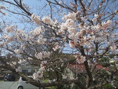 桜3.jpg