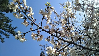 桜3.jpg