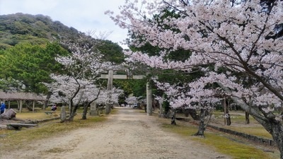 桜3.jpg
