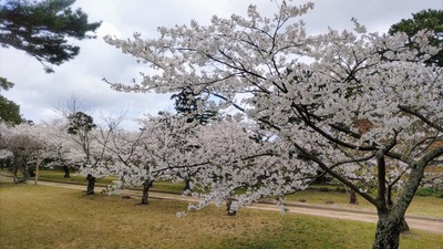 桜4.jpg