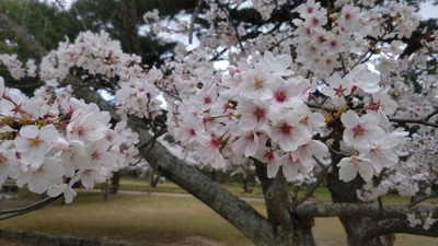 桜5.jpg