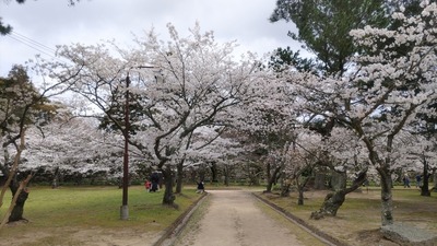 桜6.jpg