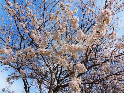 桜6.jpg