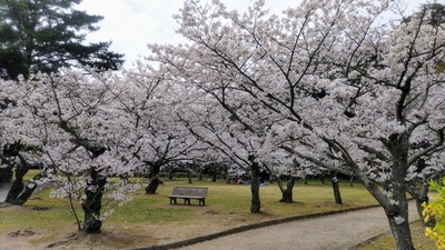 桜7.jpg