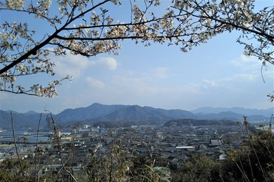 桜と仙崎.jpg
