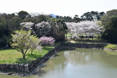 桜と内堀.jpg