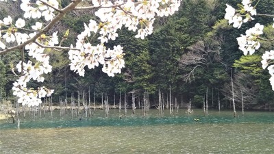 桜と水没林2.jpg