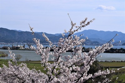 桜と波の橋立1.jpg