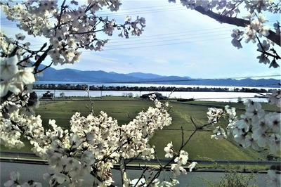 桜と波の橋立3.jpg