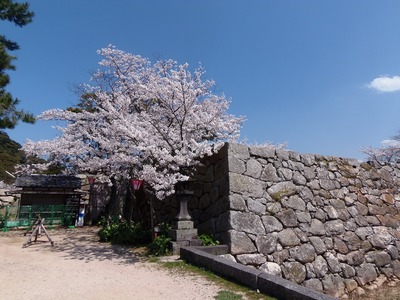桜と石垣.jpg