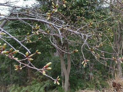 桜のつぼみ2.jpg