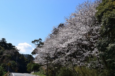 桜の園.jpg