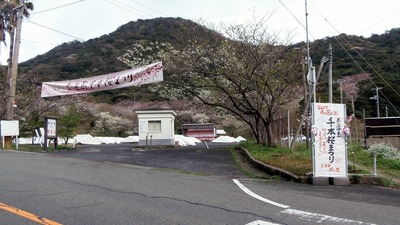 桜まつり会場2.jpg