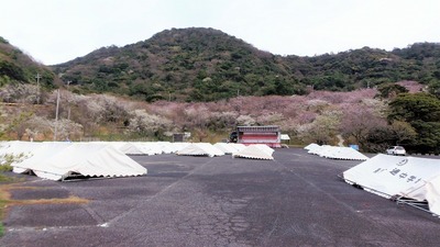 桜まつり会場3.jpg