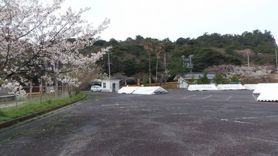 桜まつり会場5.jpg