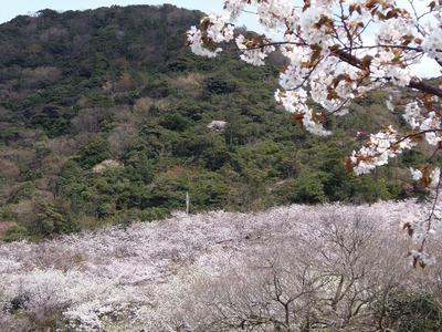 桜花爛漫1.jpg