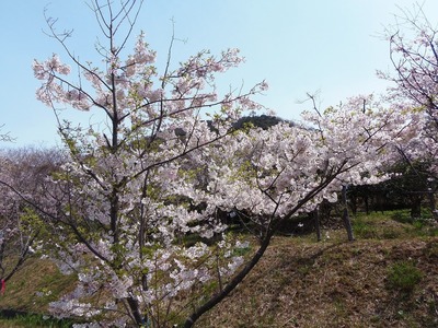 桜花爛漫3.jpg