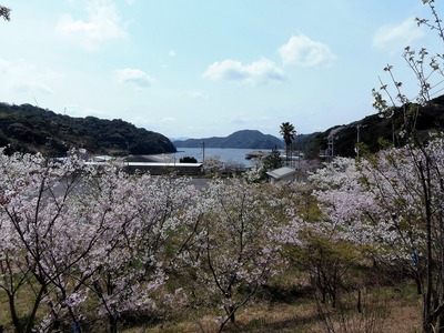 桜花爛漫3.jpg