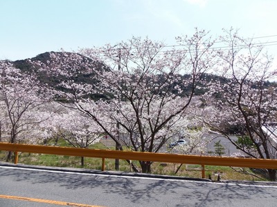 桜花爛漫4.jpg