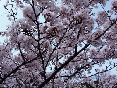 桜花爛漫6.jpg
