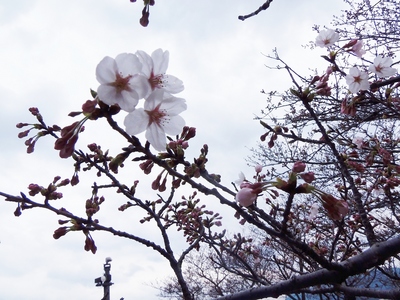 桜開花3.jpg
