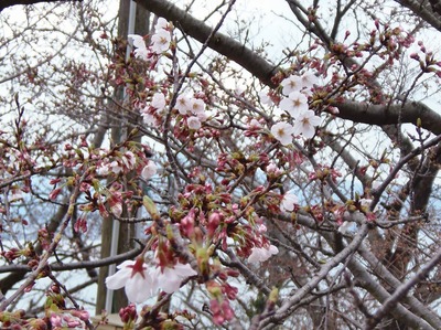 桜開花4.jpg