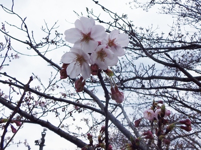 桜開花5.jpg