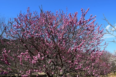 梅の花2.jpg