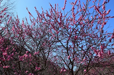 梅の花3.jpg