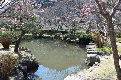 梅の花と池.jpg