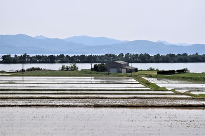 棚田2.jpg