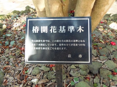 椿開花基準木1.jpg