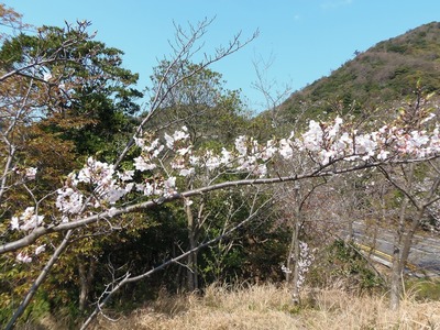 横に咲いた桜.jpg