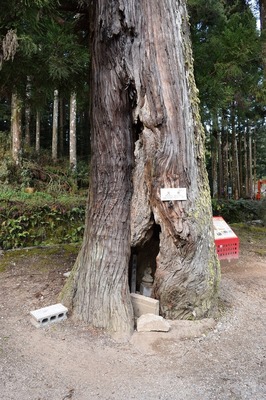 樹齢450年の大杉1.jpg
