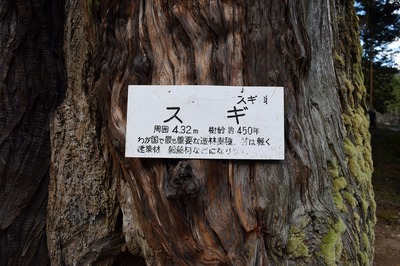 樹齢450年の大杉説明.jpg