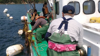 水揚げ3.jpg