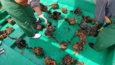 水揚げ5.jpg
