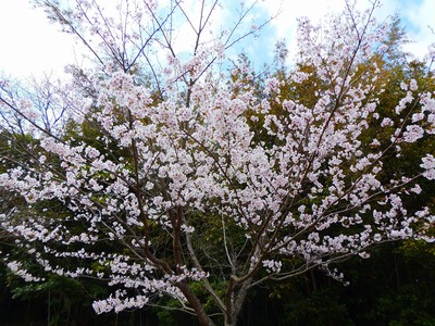 江汐公園の桜2.jpg