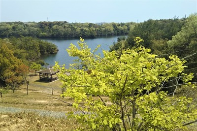 河原谷池と新緑.jpg