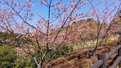 河津桜2.jpg