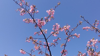 河津桜3.jpg