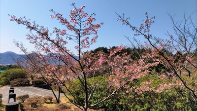 河津桜4.jpg