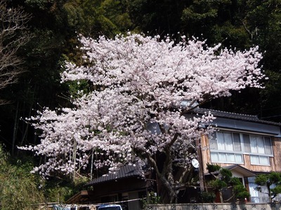 河部さんの桜1.jpg