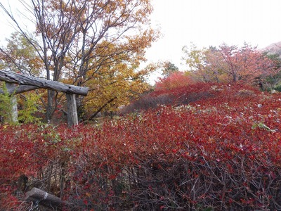 泉水グリーンロードの秋色2.jpg